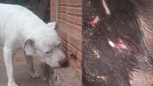 Pitbull já teria matado dois cães