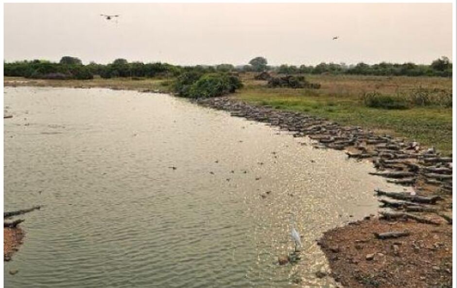 Capivara atravessou lago com centenas de jacarés