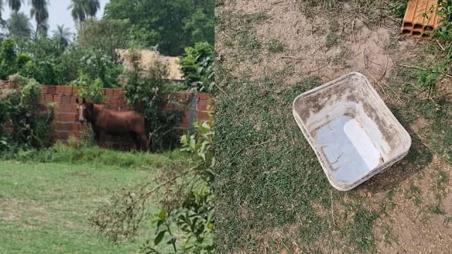 Cavalo é encontrado amarrado e sem água em propriedade em Aquidauana