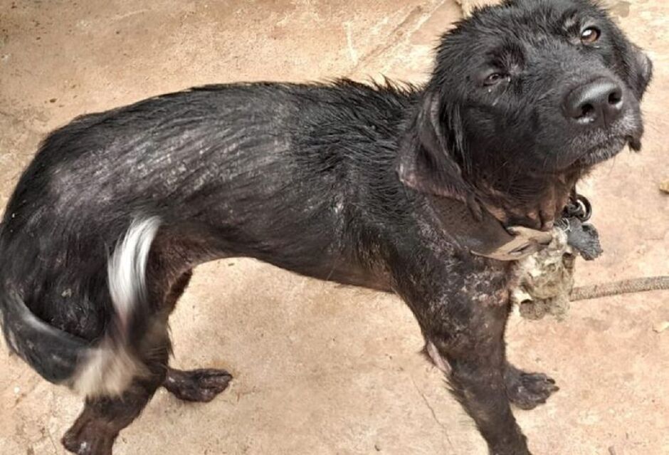 Cachorros estavam amarrados e doentes 