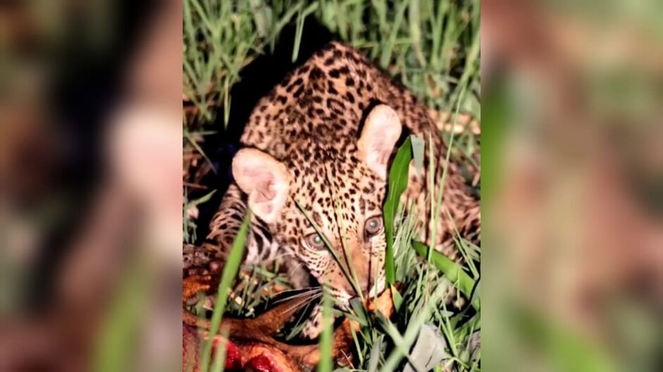 Oncinha comeu ''banquete'' em Miranda 