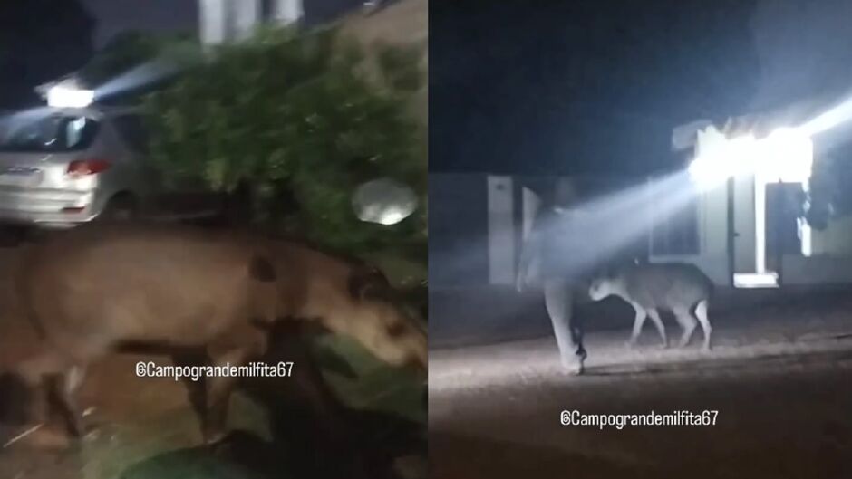 Antas são, geralmente, animais mansos, porém, não enxergam bem