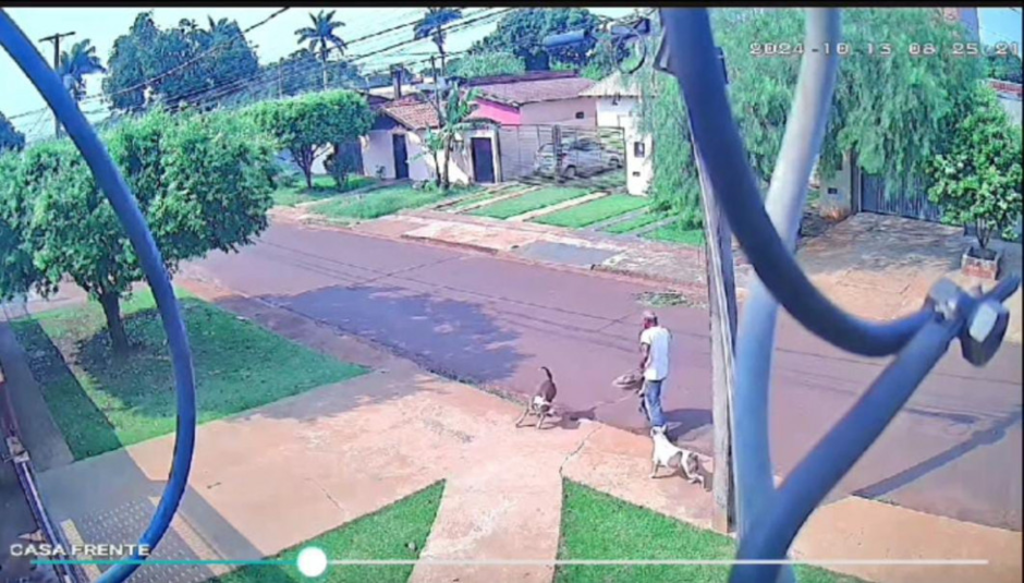 Uma ONG conseguiu identificar e localizar os tutores dos pitbulls