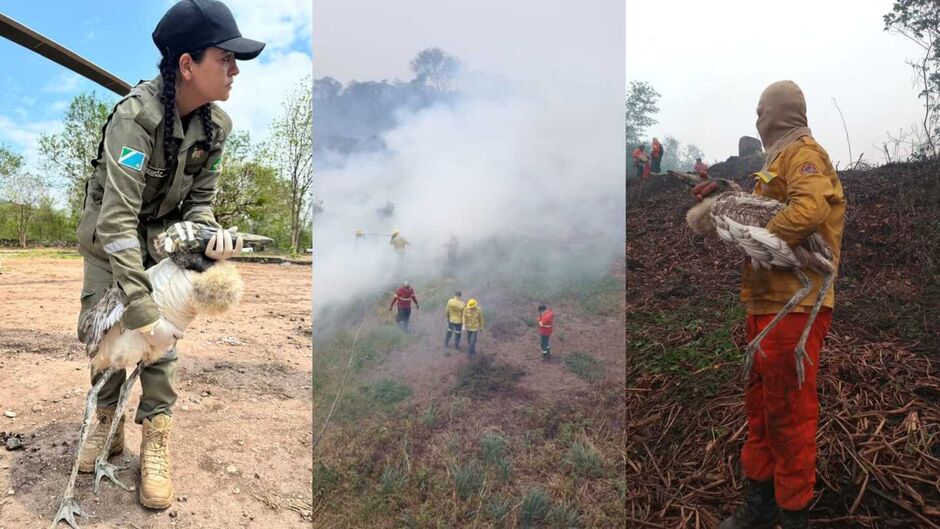 Tuiuiús são resgatados durante incêndio que destruiu ninho na Serra do Amolar e um morre 