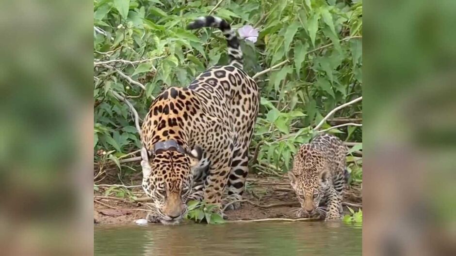 Onças são flagradas em momento refrescante enquanto bebem água em rio em Miranda (vídeo)