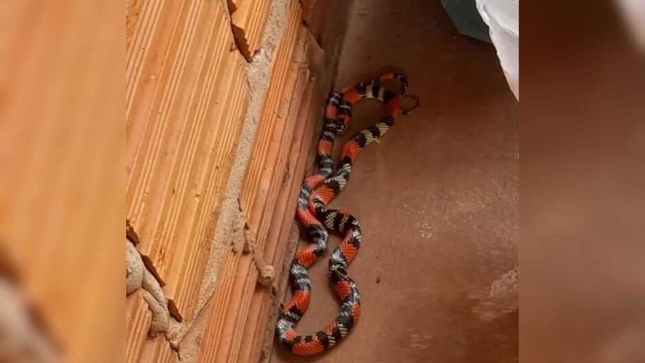 Família encontra cobra coral durante brincadeira no quintal de casa em Bataguassu 