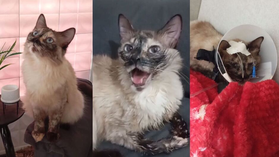 Nas fotos, Morgana antes do ataque (à diretia), ao centro, logo após e, na última foto (à esquerda), já na clínica