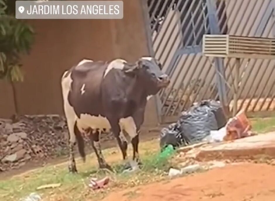 Bovino revira e come lixo em rua do Los Angeles 