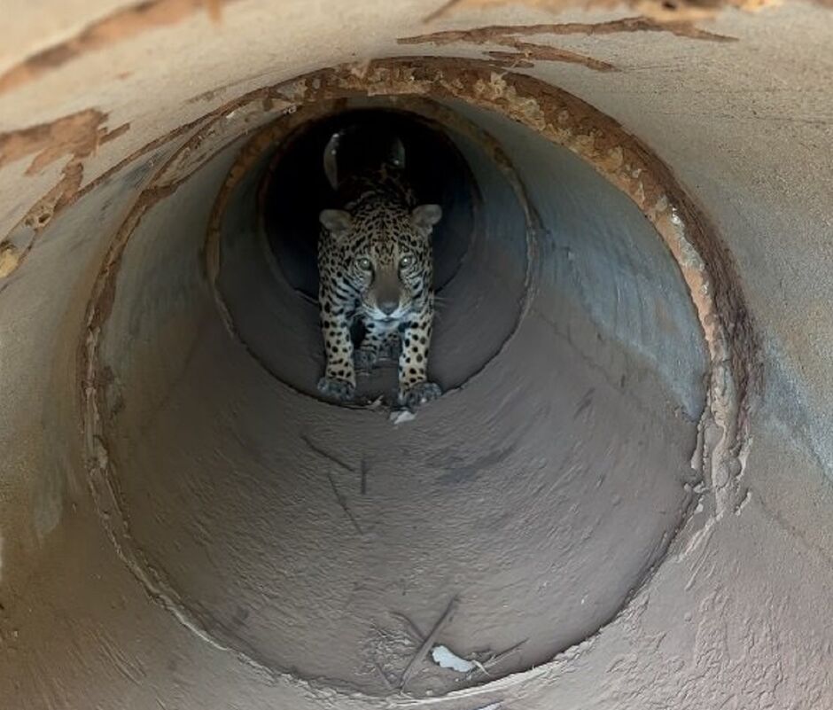 Onça Miranda está readaptada no Pantanal 