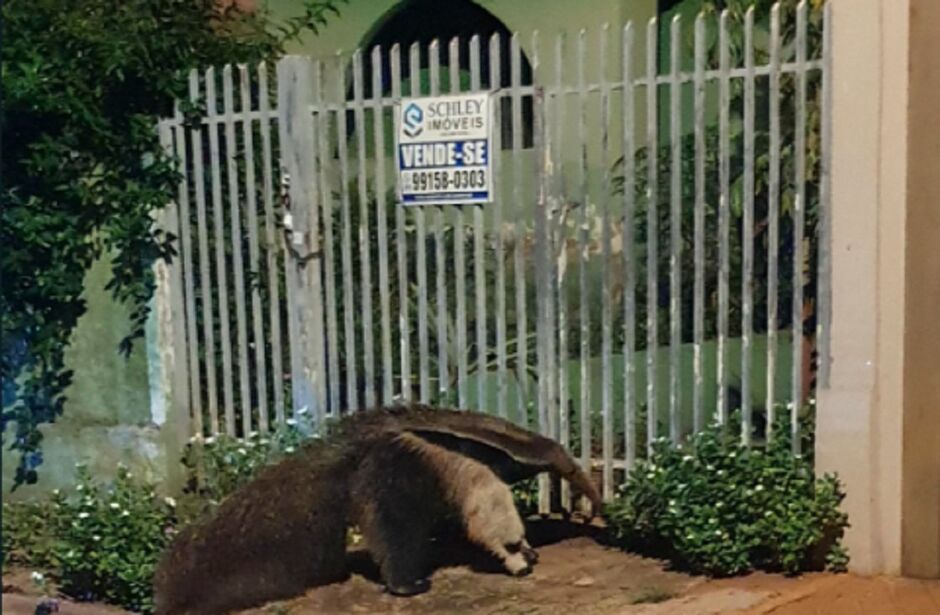 Animal estava assustando em frente de casa 