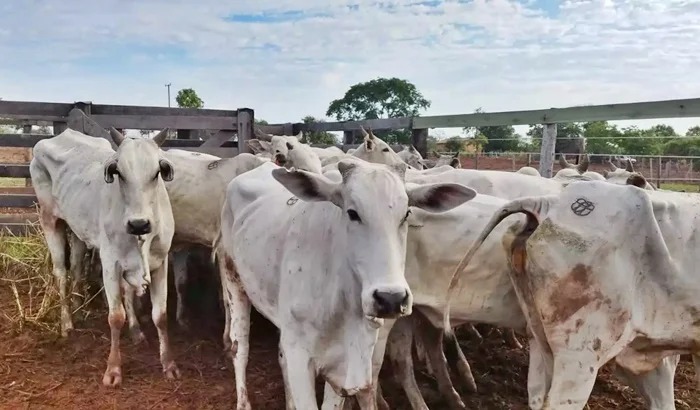 Fazendeiro é preso com 34 cabeças gado furtadas em Coxim 