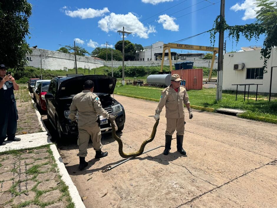 Serpente foi resgatada no motor de um carro