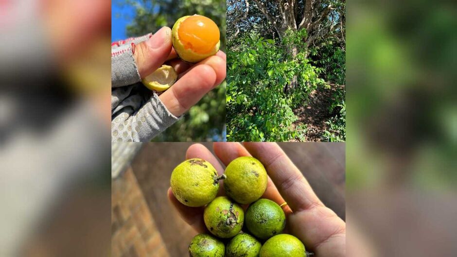 Água-pomba é uma fruta típica do Mato Grosso do Sul