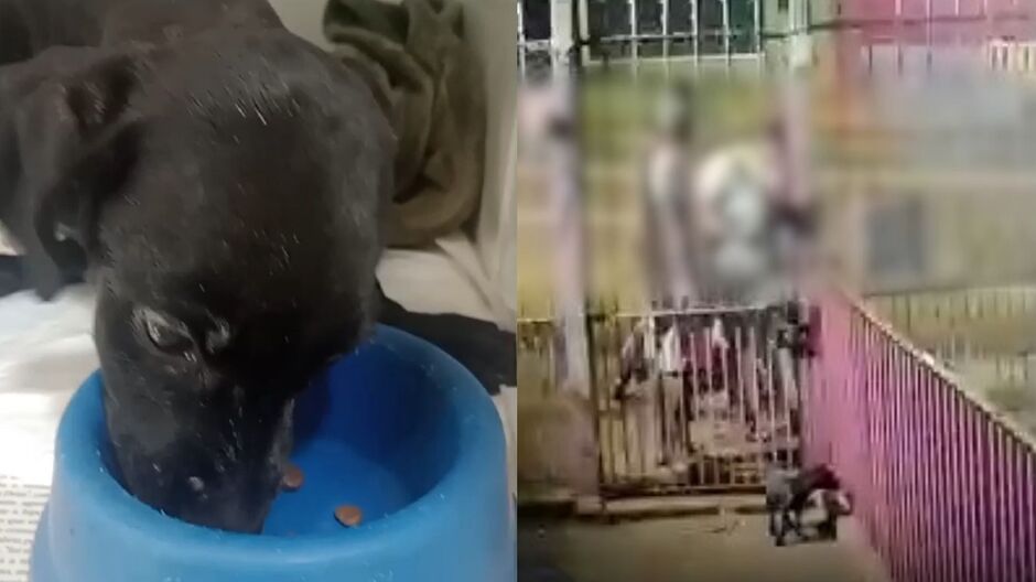 Cachorrinha teve sorte de parar em mãos solidária 