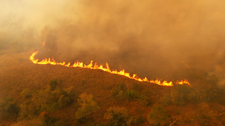 Fogo devastou boa parte do Pantanal em MS