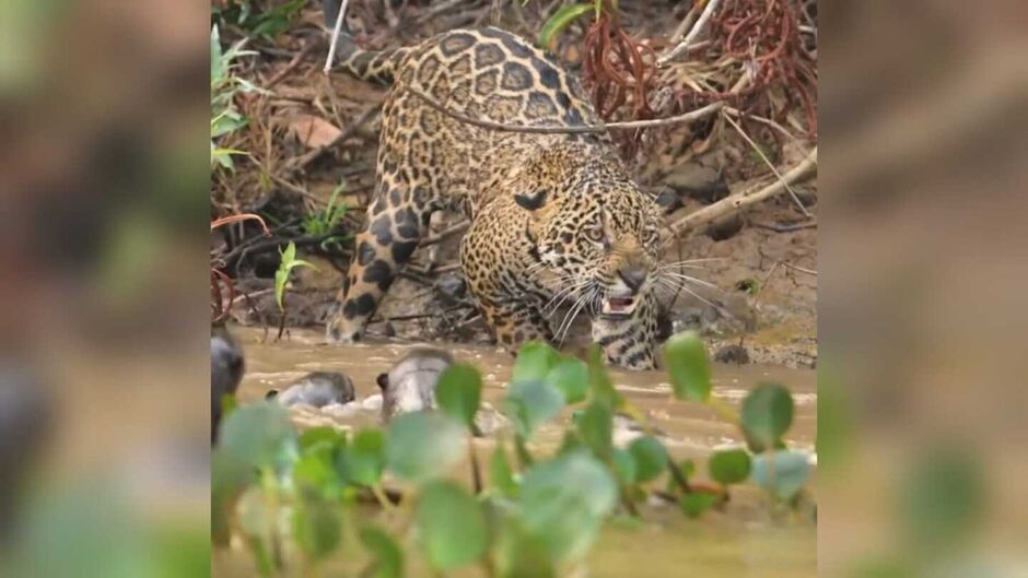 Ariranhas encaram e 'botam' onça-pintada para correr no Pantanal 