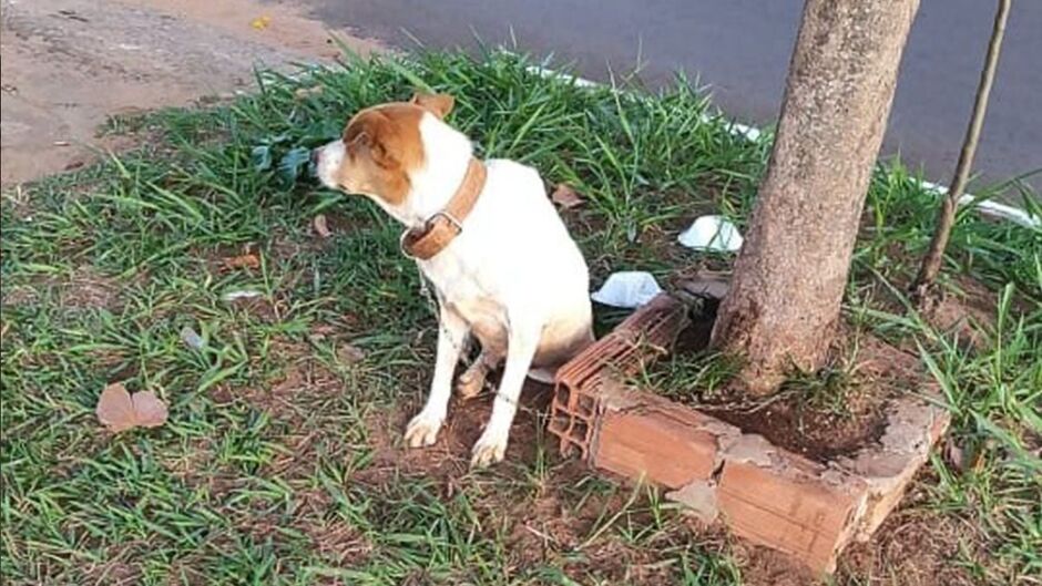 Comerciantes denunciam abandono de cachorro na Avenida Cafezais 