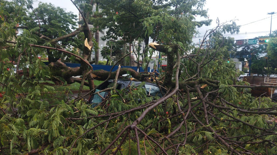 Árvore caiu sobre dois carros durante o temporal