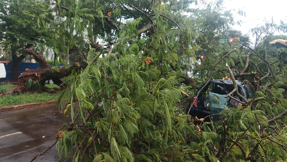 Árvore caiu sobre dois carros durante o temporal