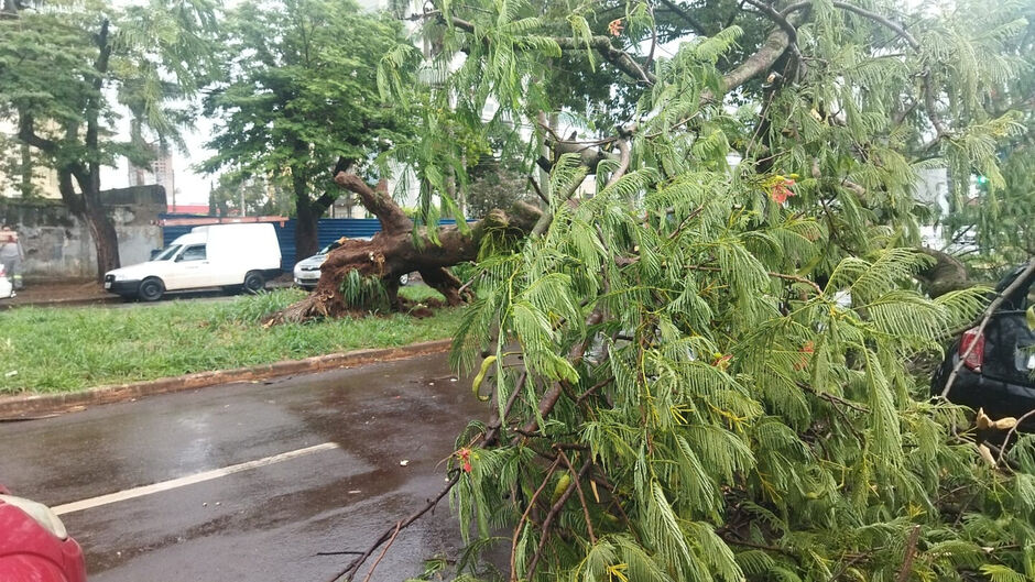 Árvore caiu sobre dois carros durante o temporal