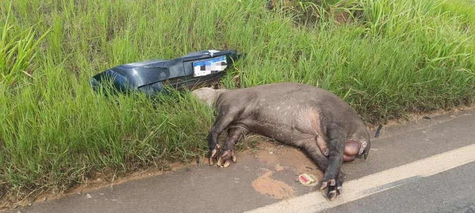 Animal foi encontrado morto às margens da rodovia