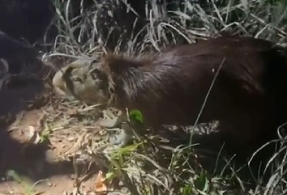 Animal foi capturado por agentes da PMA