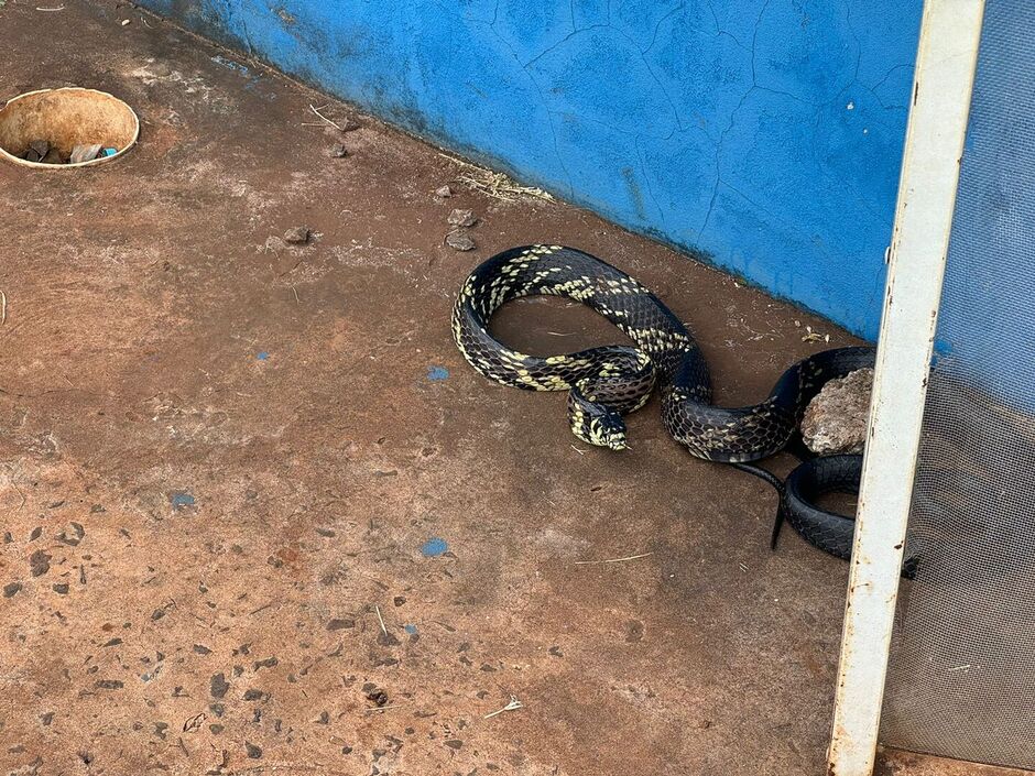 Cobra apareceu de repente no local