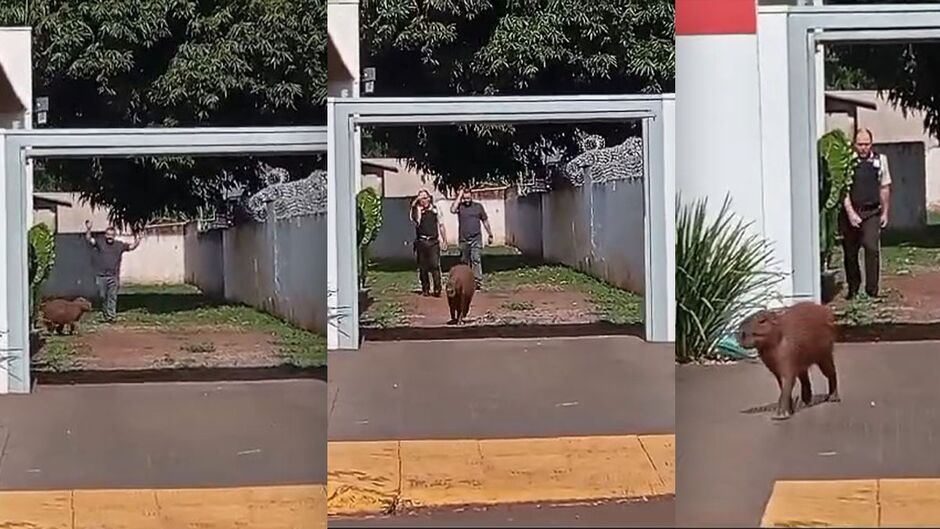 'Só queria um empréstimo'; capivara é "expulsa" de agência bancária em Terenos