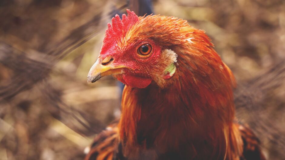 Desavença com os familiares ocorreu por conta de um frango / Imagem Ilustrativa