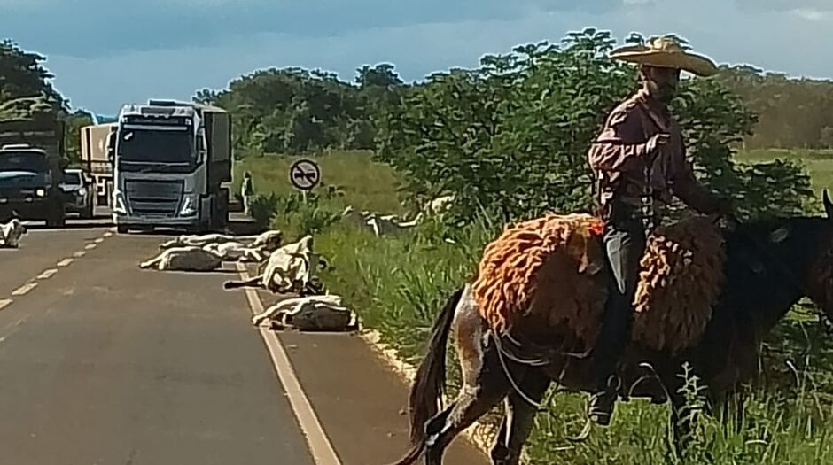 Animais foram atropelados e mortos
