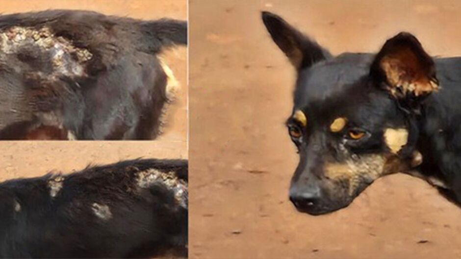 Homem agride a chutes e abandona o próprio cachorro em Sidrolândia