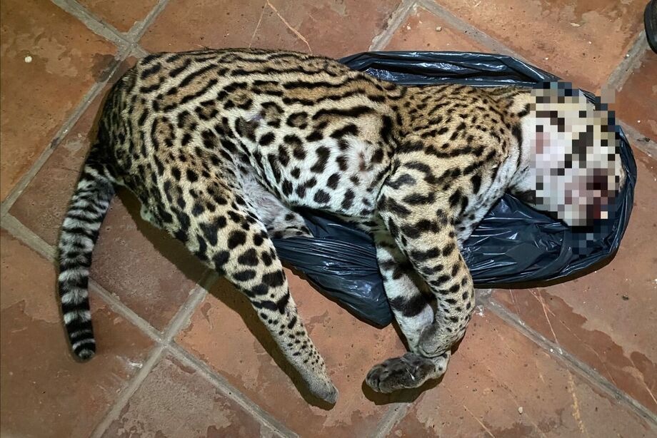 Corpo de jaguatirica morta é recolhido na BR-262