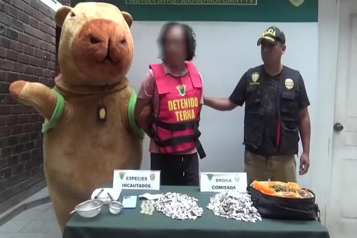 Disfarce de capivara ajudou na operação contra traficante
