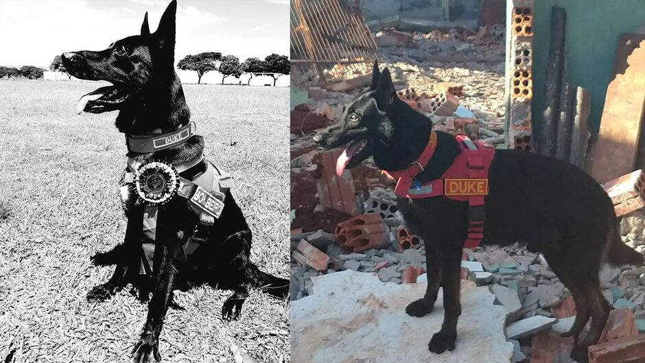 'Leal e valioso', Duke morre após 13 anos de dedicação nas buscas com o Corpo de Bombeiros 