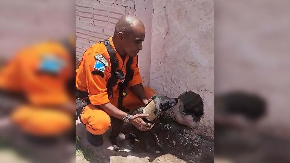 Cachorro preso em cano em muro é resgatado em Corumbá