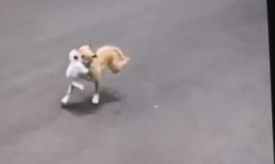 Pitbull atacou e matou o cão maltês