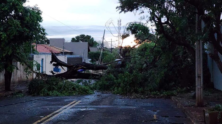 Temporal causou problemas e até queda de árvores em Campo Grande