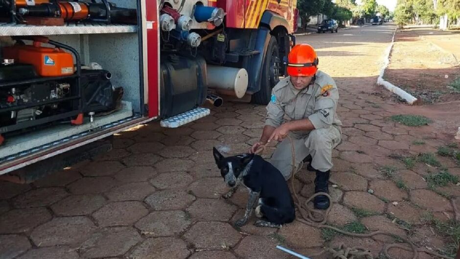 Cachorrinho estava visivelmente assustado, mas ficou bem