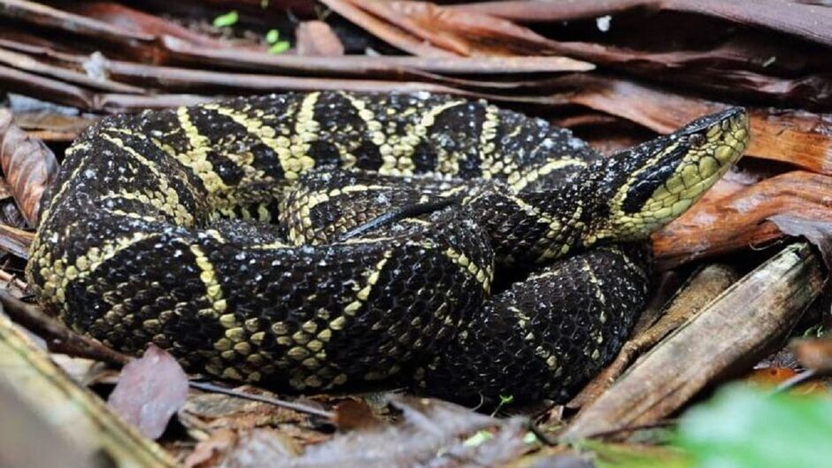 Jararacuçu, a cobra que picou a criança
