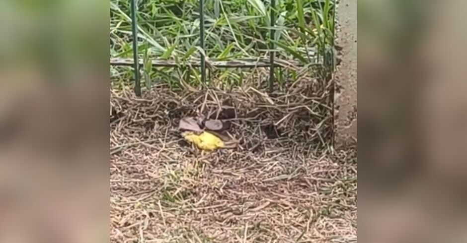 Vídeo captou a jiboia escondida entre a grama com o pássaro na boca