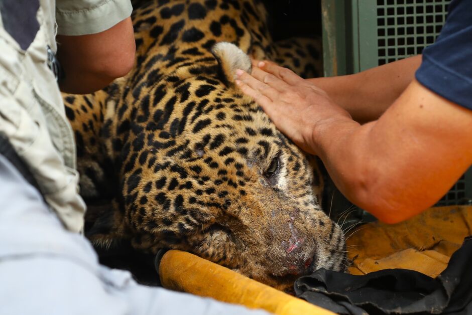 Felino foi capturado e encaminhado ao CRAS