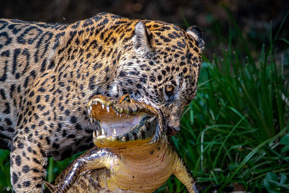 Onças predam também, entre outros animais, jacaré