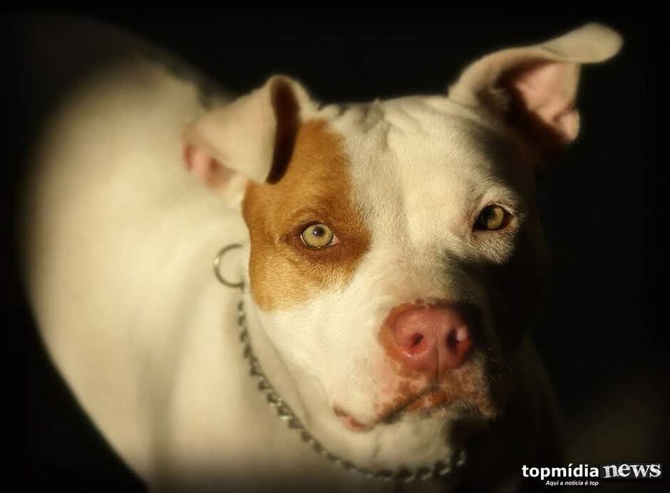 O jovem atacado pelo Pitbull sofreu perfurações na perna e precisou de atendimento médico