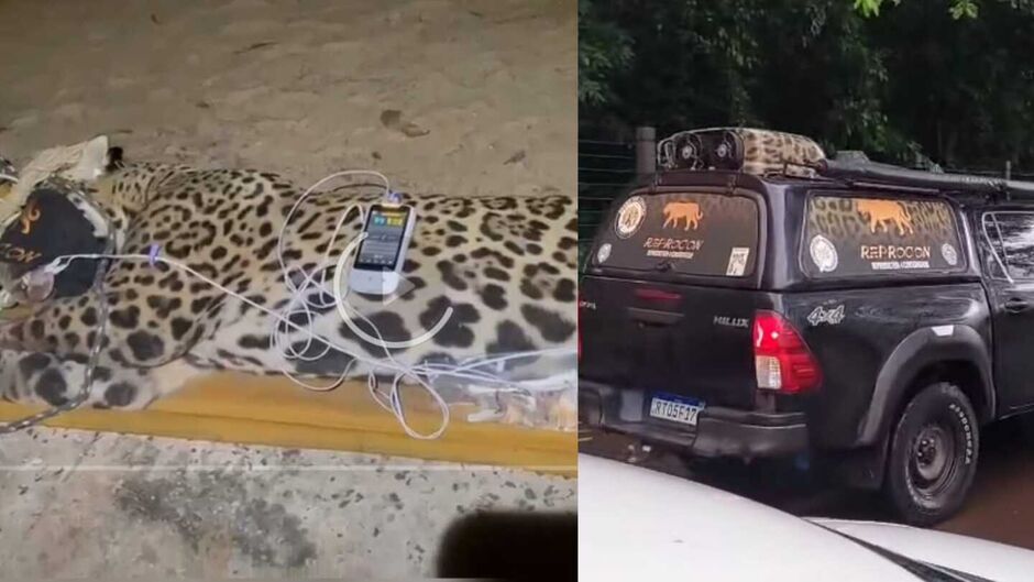 Onça que teria atacado caseiro é macho e pesa 94 quilos