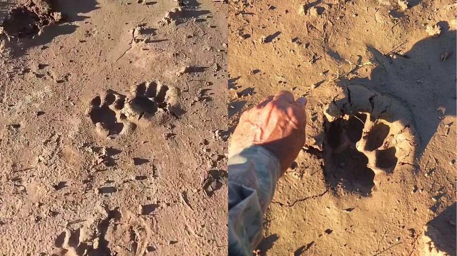 Pegadas da onça surpreendeu moradores