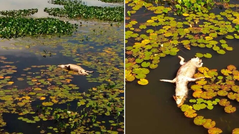 Jacaré foi encontrado morto