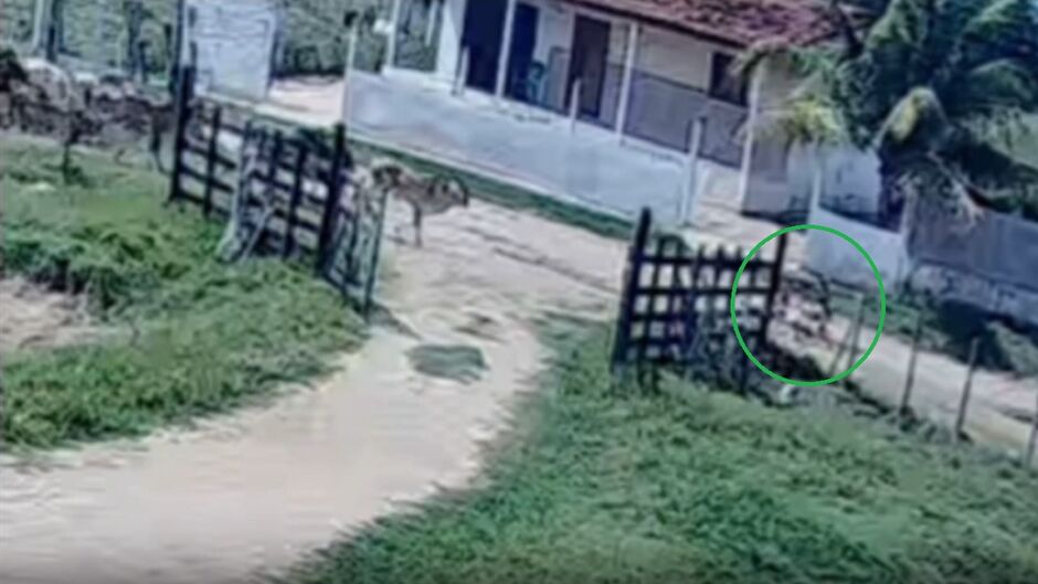 Manada quase atropelou a criança