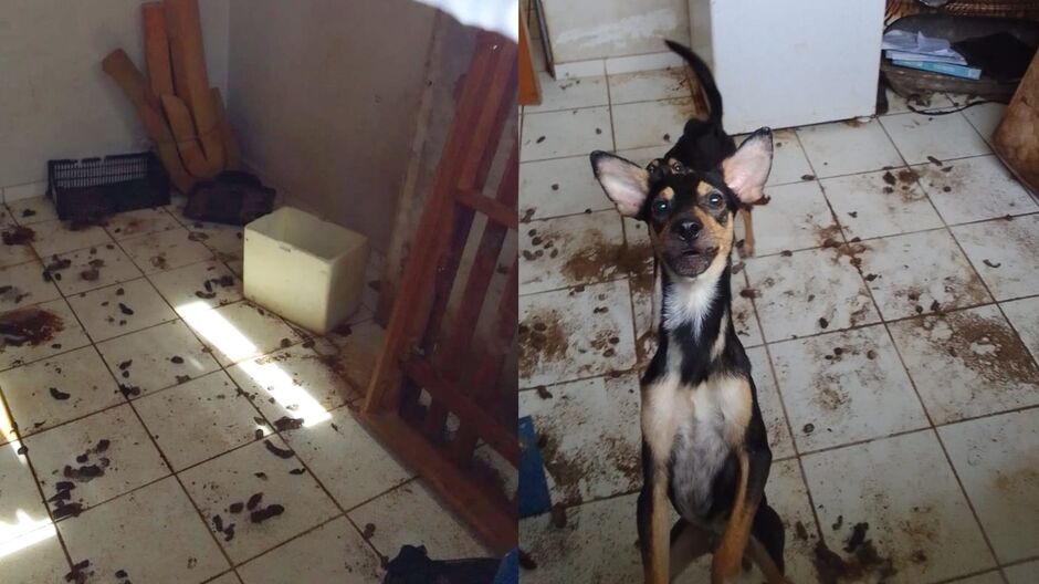 Cães ficam em um local insalubre