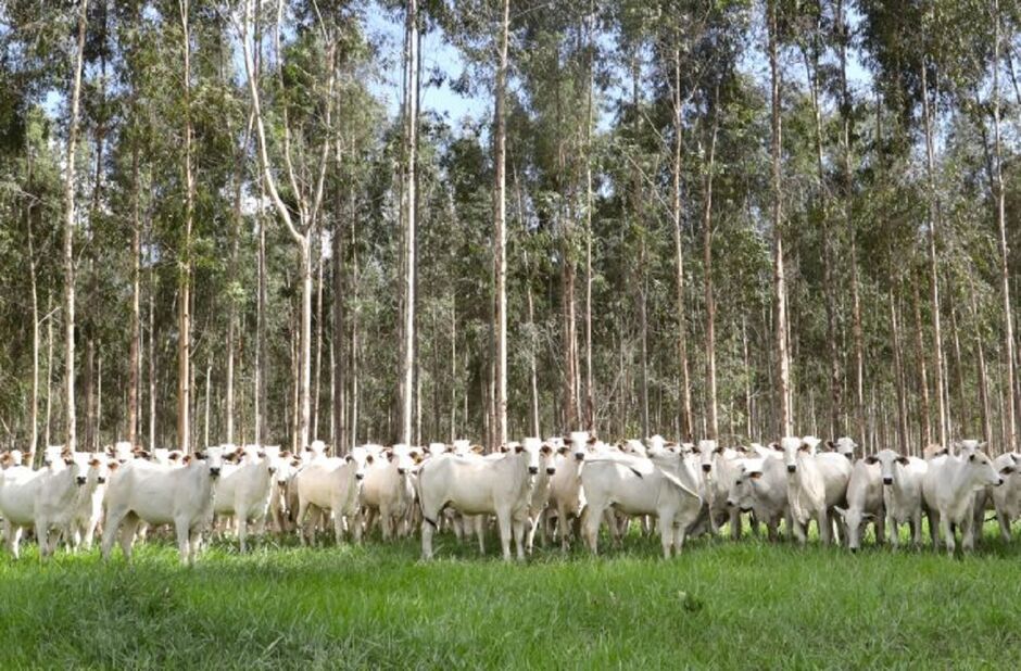 Rebanhos bovinos e bubalinos devem ser imunizados 