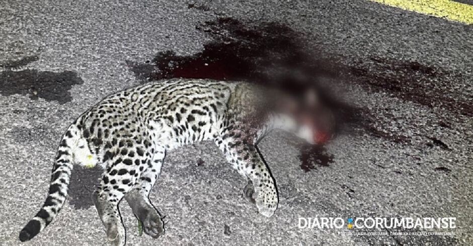 Animal foi atropelado e morto na BR-262